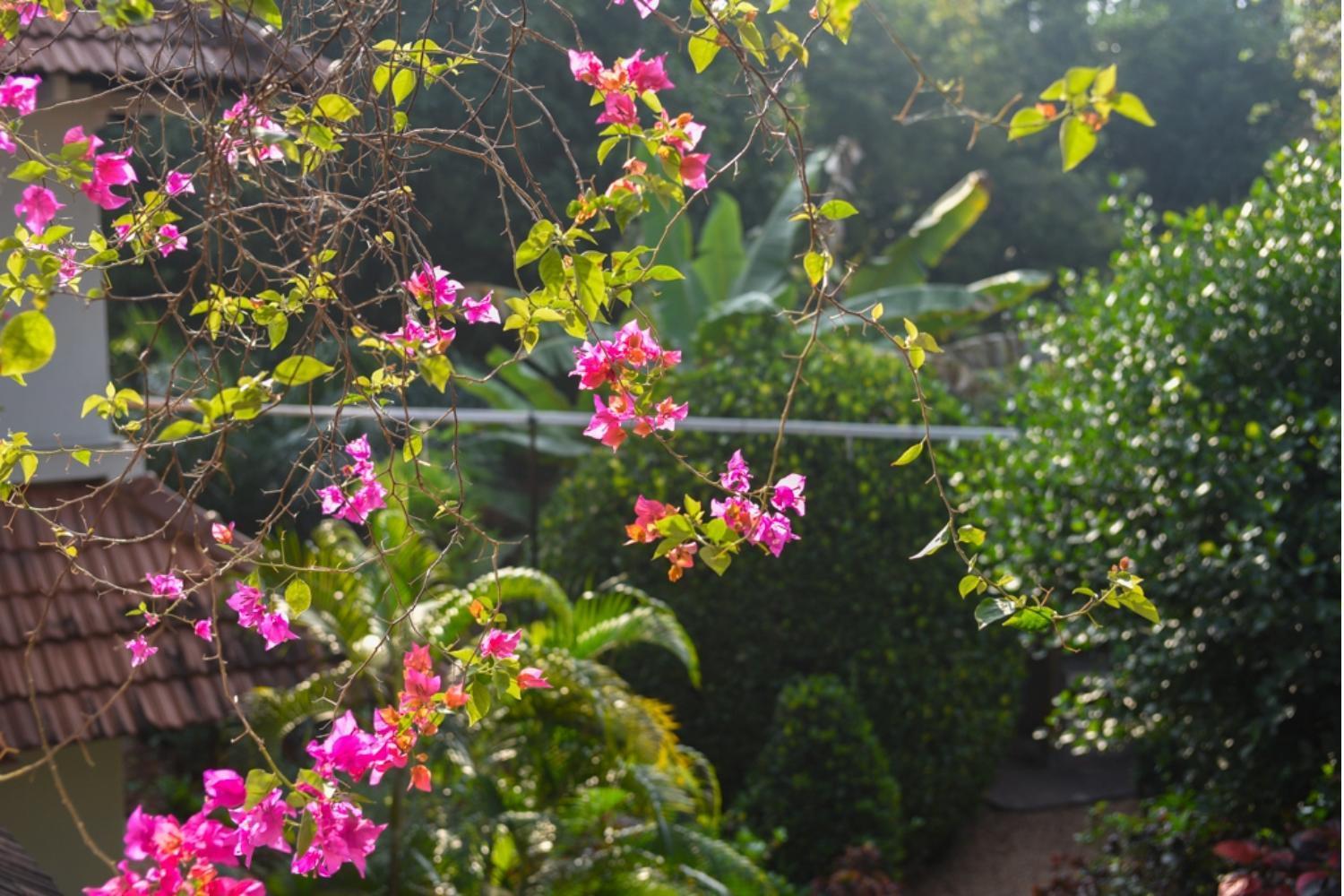 Gaia'S Garden Guest House Auroville Exteriör bild